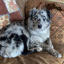Charli - Australian Shepherd