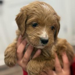 Audie - Red  male Goldendoodle puppy in Ambrose, Georgia from Brandilyn's Aussies
