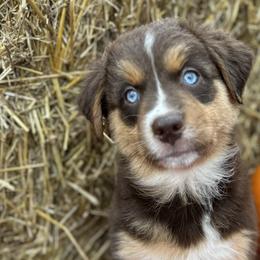 Ember - Red tri-color Australian Shepherd puppy in Jeddo, Michigan from Blue Water Aussies