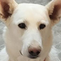 Rain - German Shepherd