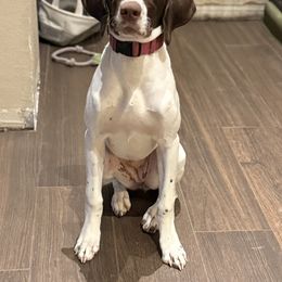 German Shorthaired Pointer All Grown Up from Morrison Gun dogs