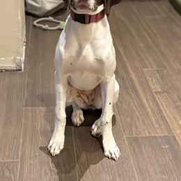 German Shorthaired Pointer All Grown Up from Morrison Gun dogs