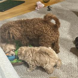 Maltipoo Puppies from Sivers puppies