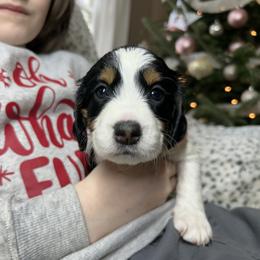 Dorcas - Black white and tan female English Springer Spaniel puppy in Battle Creek, Michigan from Eden Springer Spaniels