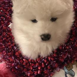 Samoyed Puppies from Cascade Samoyeds