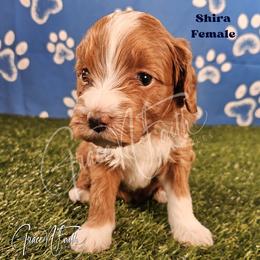 Shira - Red  female Goldendoodle puppy in Peyton, Colorado from Grace N Faith Doodles
