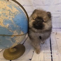 Frosty - Cream sable male Pomeranian puppy in Sanford, Florida from Serena's Poms