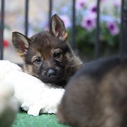 Winter - Sable female German Shepherd puppy in Philippi, West Virginia from Vom Haus Highlands