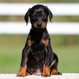 Naemion - Black and rust male Doberman Pinscher puppy in Rockwall, Texas from Elitehaus