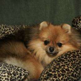 Pomeranian All Grown Up from ShowPomeranians