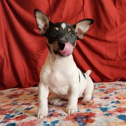 Otis - White and black male Teddy Roosevelt Terrier puppy in Claremore, Oklahoma from Travelin' Man Terriers