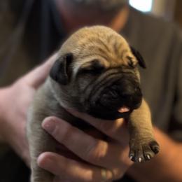 Royal blue collar male - Fawn male Boerboel puppy in Bon Aqua, Tennessee from Erickson Ranch Boerboels