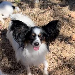 Hazel - Papillon