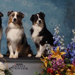 Australian Shepherds from WildVine Aussies