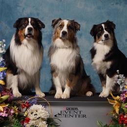 Australian Shepherds from WildVine Aussies