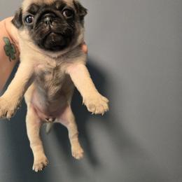 Toffee - Fawn female Pug puppy in Auburn, Kentucky from Prentice Family Pugs