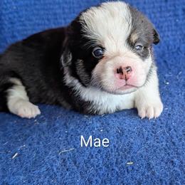 Mae - Black and tan female American Corgi puppy in Shawnee, Oklahoma from Sunray Ranch