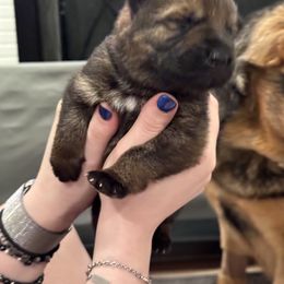 Boy 2 - Sable male German Shepherd puppy in Murrieta, California from Von Plateau