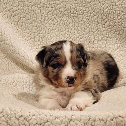Australian Shepherd Puppies from Skyview Aussies