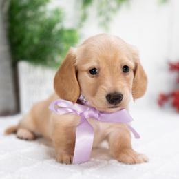 Daisy - Red female Dachshund puppy in Lagrange, Indiana from Royal Paws