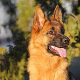 Bentley - Black and red female German Shepherd puppy in Rockwall, Texas from Debut Shepherds