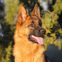Bentley - Black and red female German Shepherd puppy in Rockwall, Texas from Debut Shepherds