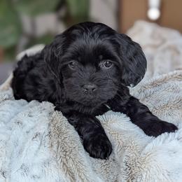 Fourth Pick - Black female Cockapoo puppy in Newmanstown, Pennsylvania from Greta's Cockapoos