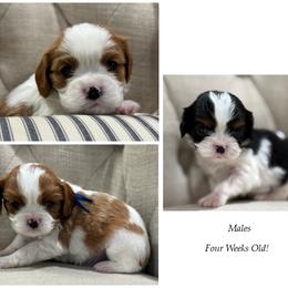 AKC Boy 1 - Blenheim male Cavalier King Charles Spaniel puppy in Pleasant Hill, Iowa from Harvest Creek