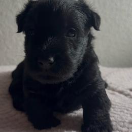 Pepper - Black female Scottish Terrier puppy in Victorville, California from Santas Scotties