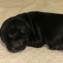 Girl 1 - Black and silver female Miniature Schnauzer puppy in Woodburn, Kentucky from Southern Kentucky Schnauzers