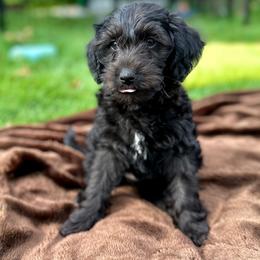 Rocky - Black male Yorkipoo puppy in New Britain, Connecticut from Goldendoodles Stars LLC