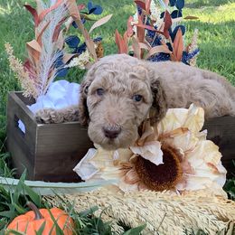 Lion (dark yellow collar) - Red  Poodle puppy in Greensboro, North Carolina from Joyful Poodles