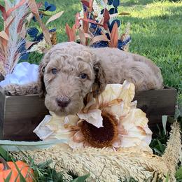 Lion (dark yellow collar) - Red  Poodle puppy in Greensboro, North Carolina from Joyful Poodles