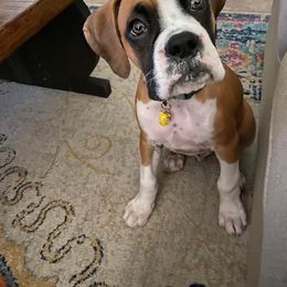 Boxer Puppies from Boxer Blessings Kennel
