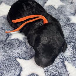 Sunshine orange - Phantom male Poodle puppy in Lakeland, Florida from Gulfside Poodles