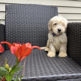 Little boy - Cream male Australian Labradoodle puppy in Morristown, New Jersey from English Manor Labradoodles