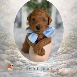 Dwell - Red  male Goldendoodle puppy in Canton, Georgia from Teddy Puppies