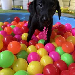 Dark Pink Collar Black Female - Black male Labrador Retriever puppy in Gainesville, Georgia from Rucker Retrievers