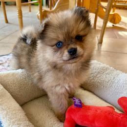 Scout - Blue merle male Pomeranian puppy in Raymondville, Missouri from Pampered Pomskies