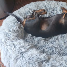 Australian Shepherd and Dachshund All Grown Up from Santina Bourland