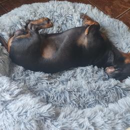 Australian Shepherd and Dachshund All Grown Up from Santina Bourland