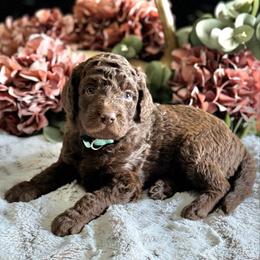Brownie- Teal Collar - Chocolate female Goldendoodle puppy in Bay City, Texas from Charming Doods Goldendoodles