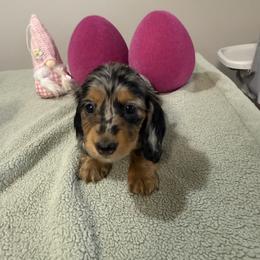 Elena - Dapple female Dachshund puppy in Dawson, Alabama from Bells Dashing Dachshunds