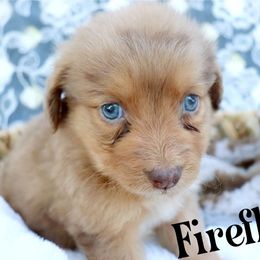 Firefly - Sable female Aussiedoodle puppy in Ennis, Texas from God’s Little Aussies