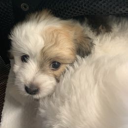 Coton de Tulear Puppies from Catawba Cotons