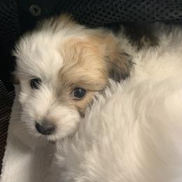 Coton de Tulear Puppies from Catawba Cotons