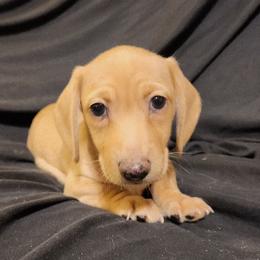 Red Boy - Cream male Dachshund puppy in Buckeye, Arizona from AZ Dachshund Proud