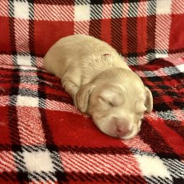Peppermint- price listed - Cream female Dachshund puppy in Biloxi, Mississippi from Southern Doxies Ms