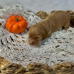 Girl 2 - Red female Dachshund puppy in Mesquite, Texas from AB Dachshund