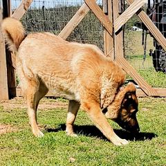 Aja - Armenian Gampr